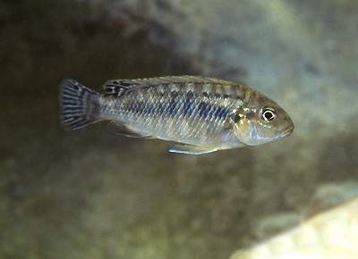 Pseudotropheus sp. 'lucerna fin spot' Membe Point